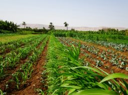 Why Future Farmers of America Matters The Role of Agricultural Education in Feeding the World