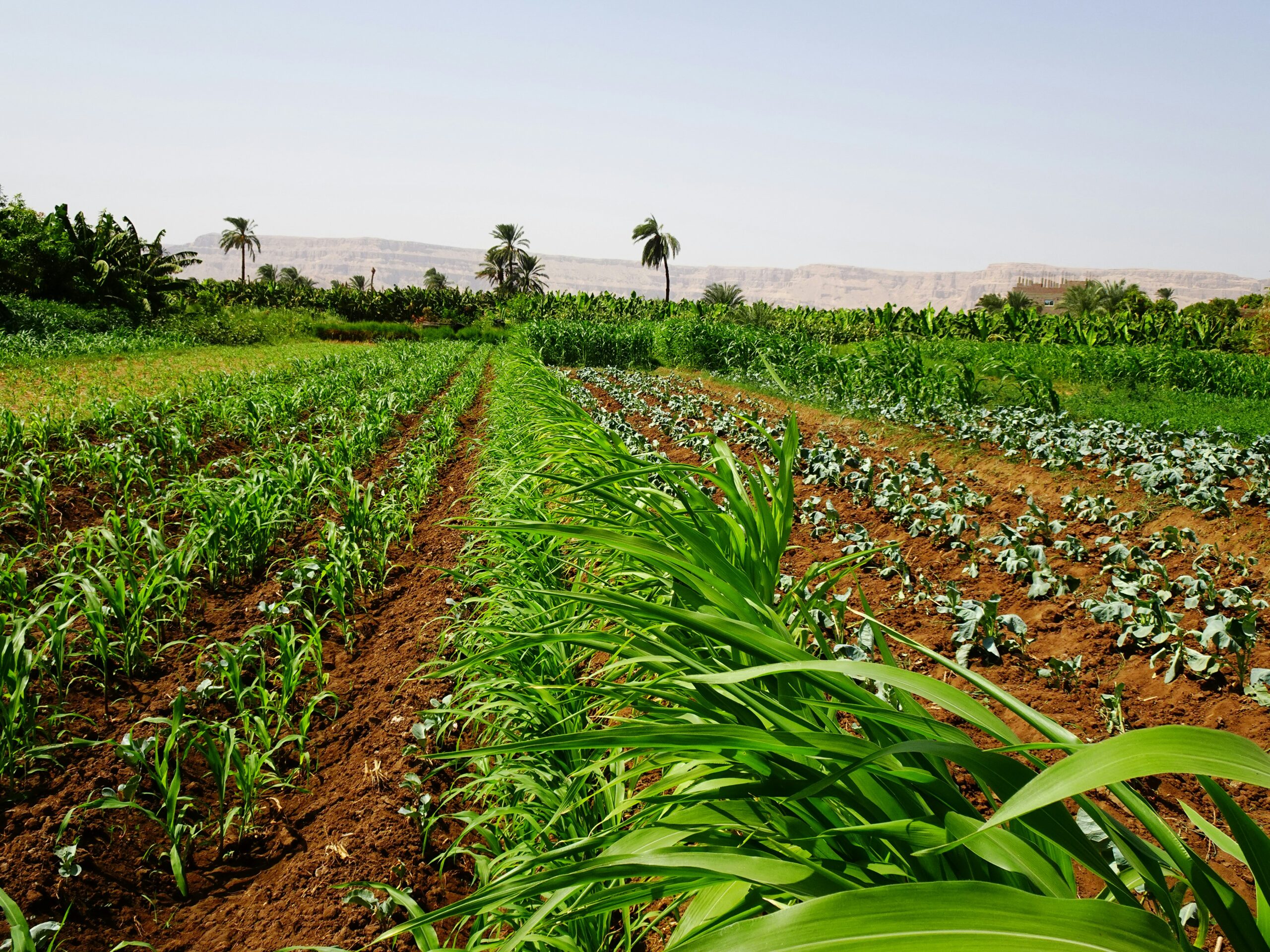 Why Future Farmers of America Matters The Role of Agricultural Education in Feeding the World